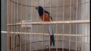 Lively Singing Performances- Live Show Bird After Coat Replacement/ Birds #Singing