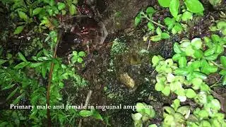 Behaviour of Indirana cf. tysoni Tyson's Leaping Frog