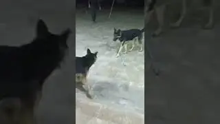 Dog catch the ball with jump #dog #jerman #dogtraining #dogs #pakistan
