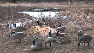 Phantom Goose Hats