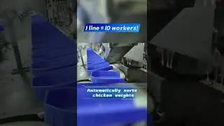Real-time weight grading for chicken products in daily production. #weightsortingmachine