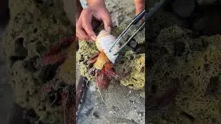 Amazing crab