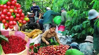 What REALLY Happens During Coffee Harvest?