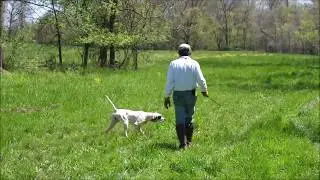 Pilot , The English Pointer Raised Following The Bill Hillmann DVDs   Puppy    to Fundamentals
