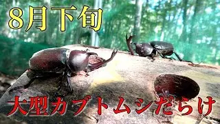 大規模ブリードルームまで！？閉園後のムシムシランドに潜入！