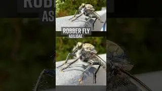Robber Flies - Croatia