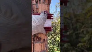 Разрушается дымоход #дымоход #трубочист #чисткадымохода #чистка #shortvideo #трубочисты