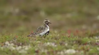 ljungpipare golden plover