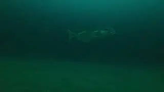 Tile fish
