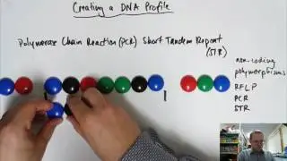 Creating a DNA Profile