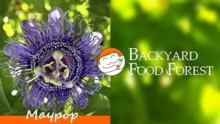 Maypop (Passiflora incarnata) | @backyardfoodforest