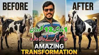 Rooftop Goat Farm Punjab1 Month Me10-12 kilo Wazan badhane wala Wanda @ChUmairOfficial05 
