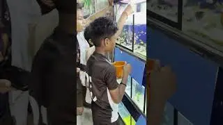 offer molly fish 😱 7Rs only#Shorts PM Aquarium