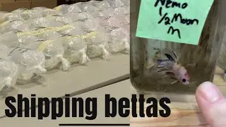 Shipping Bettas vlog.. How it's done dragon style.