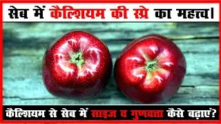 Importantance of Calcium Spray in Apple : सेब की फसल में कैल्शियम का महत्व।