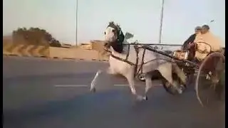 Arbar Horse Race Try Peshawar
