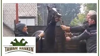 St&uuml;rmischer Hengst wehrt sich gegen die Behandlung! | Tamme Hanken | Kabel Eins