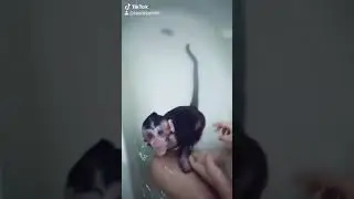 Baby monkey swimming in bath tub