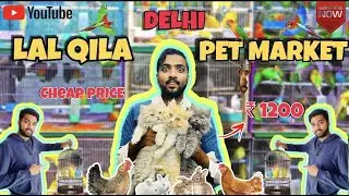 (Delhi) Cheap Price Pet Market | 2023 | Lal Qila Pet Market | Latest Update | Persian Cat , Parrot .