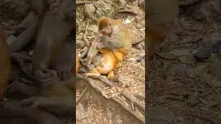 Animal Life Monkey Protect Wildlife #Shorts 110122 11