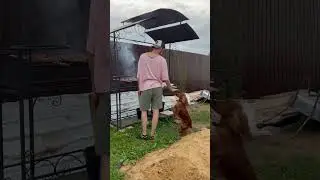 Кока выпрашивает шашлык)) #dog #собаки #шортс #собака #family #artist #шашлыки #shorts