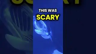 Night Snorkeling with Manta Rays: A Once-in-a-Lifetime Adventure!