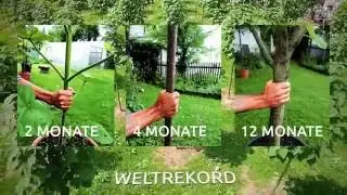Edelholz sicher investieren✓ Sachwert✓ Treeme Baumfairmögen