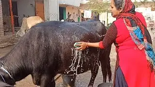 Village Life Morning Routine - Buffalo Bathing - Desi Indian