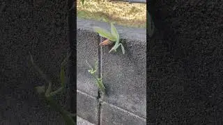 カマキリvsカマキリ