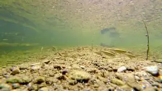 Juvenile Stone Rollers in the Jackson branch of White Rock Creek