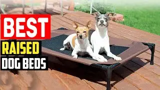 ✅Top 5 Best Raised Dog Beds in 2025