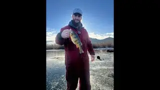 Montana trout and perch fishing