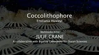Coccolithophore, Emeliania Huxleyi by JULIE CRANE