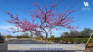 Service Berry & Redbud Trees