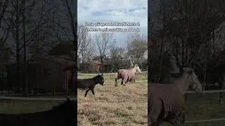 *miei #horse #equestrian #horsejumping #showjumping #foal #puledro #equitazione #horsegirl #jump