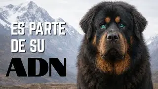 Los 25 Perros con ADN Diferente a Cualquier Otro en la Tierra