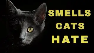 5 Smells Cats Hate