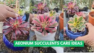 Aeonium Succulent Care Tips | Guide for Healthy Growth, Color & Propagation