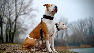 Pitbull and Amstaff playful dogs vlog 13