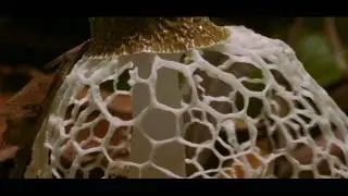 Owl City - Fireflies PMS Video