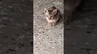 #kittens #cutekitty #kittenviral #cat