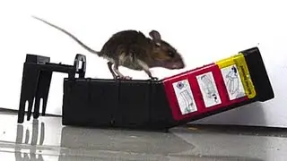 SLOW MOTION Mouse Trap FAIL
