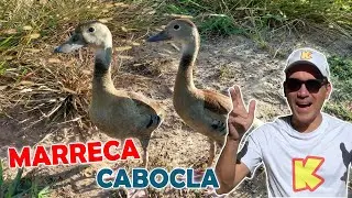 Marreca Cabocla - Marreco Selvagem - Filhote como cuidar! Comida Alimenta&ccedil;&atilde;o!