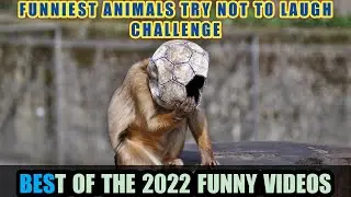fake Lion and Fake _ Tiger Prank To dog _ Huge Box Prank to dog part 1