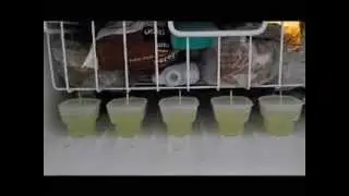 How to make lemonade popsicles