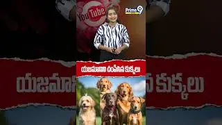 యజమానిని చంపేసిన కుక్కలు