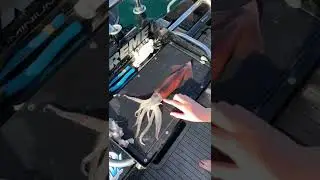 #shorts How to humanely harvest an arrow squid! #fish #squid #jetreef