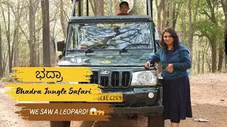 Leopard Sighting in Bhadra! 🐆 Real Jungle Safari at River Tern Lodge