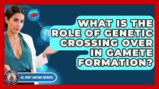 What Is The Role Of Genetic Crossing Over In Gamete Formation? - All About Anatomy Answers