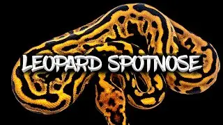 The 'Leopard Spotnose' Ball Python